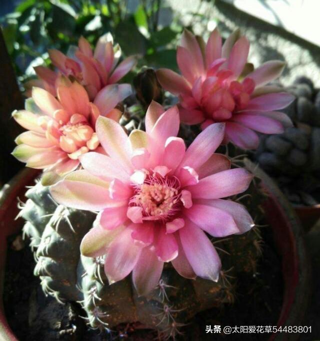 绯花玉冬天怎么养护才能安全越冬呢？