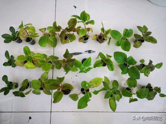 花中的“紫霞仙子”，开花巴掌大，轻松开爆盆，花期能开200天
