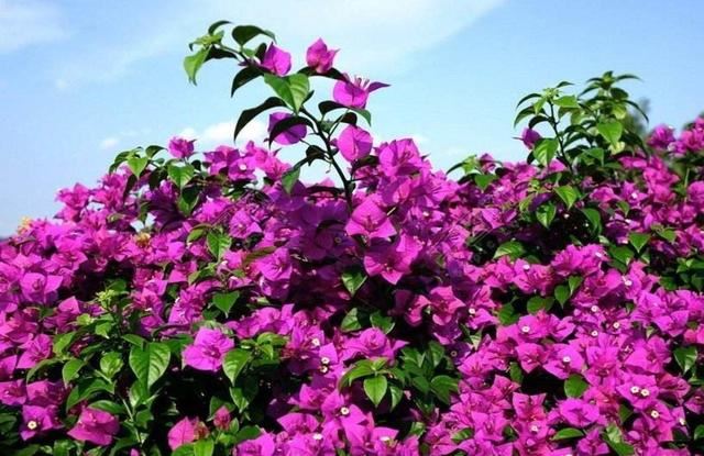 三角梅不是梅，花瓣和叶子长得像，开花繁多花色亮眼