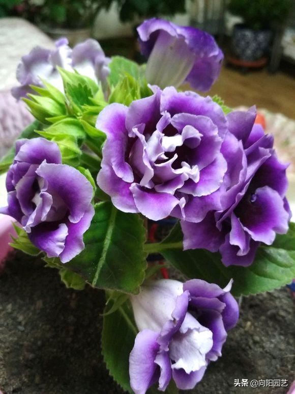 花中的“紫霞仙子”，开花巴掌大，轻松开爆盆，花期能开200天