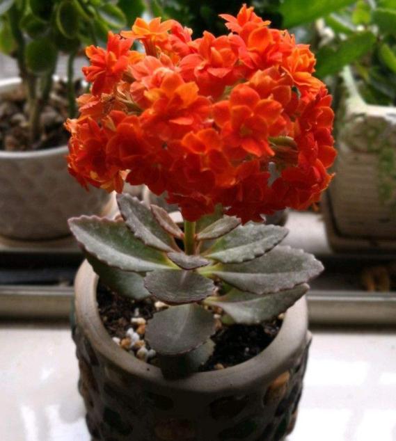 盆栽长寿花到底好不好养？摸清4点需求，开花没有一点难度