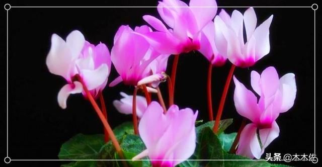 花形别致的仙客来