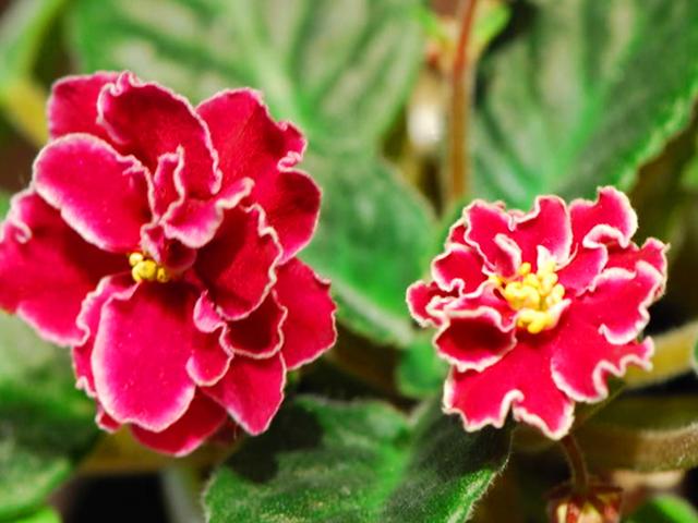 室内花草女王非洲堇，为什么冬天突然停止开花？是这5点没做好