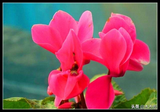 花形别致的仙客来
