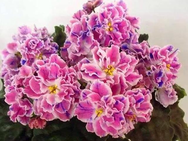 室内花草女王非洲堇，为什么冬天突然停止开花？是这5点没做好