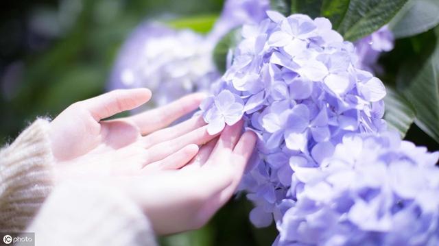 家庭养花：花卉非生理性病害的防治方法，这些要知道