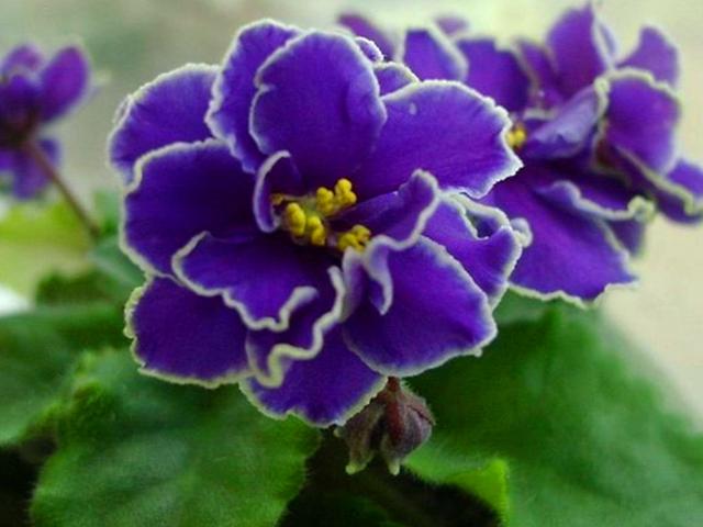室内花草女王非洲堇，为什么冬天突然停止开花？是这5点没做好