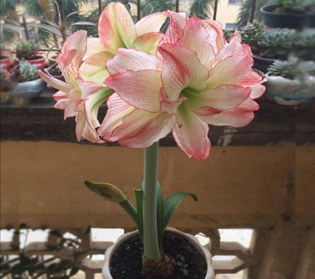 养朱顶红，掌握好几个“要点”，开花多，花色更鲜艳