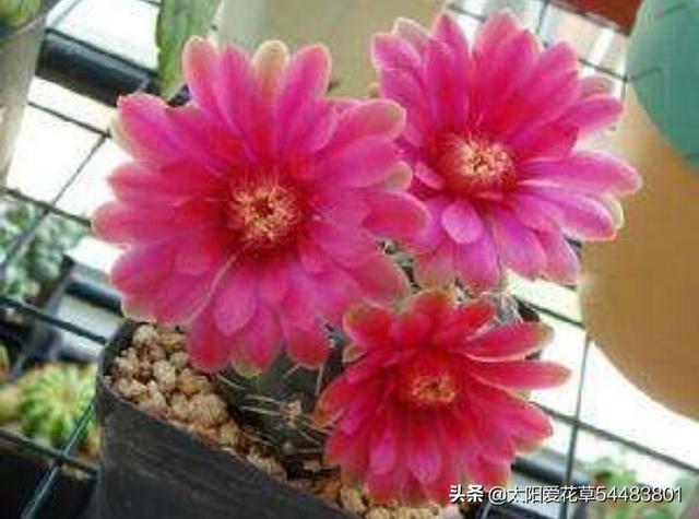 绯花玉冬天怎么养护才能安全越冬呢？