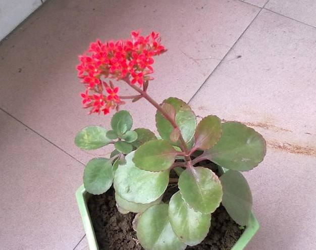 盆栽长寿花到底好不好养？摸清4点需求，开花没有一点难度