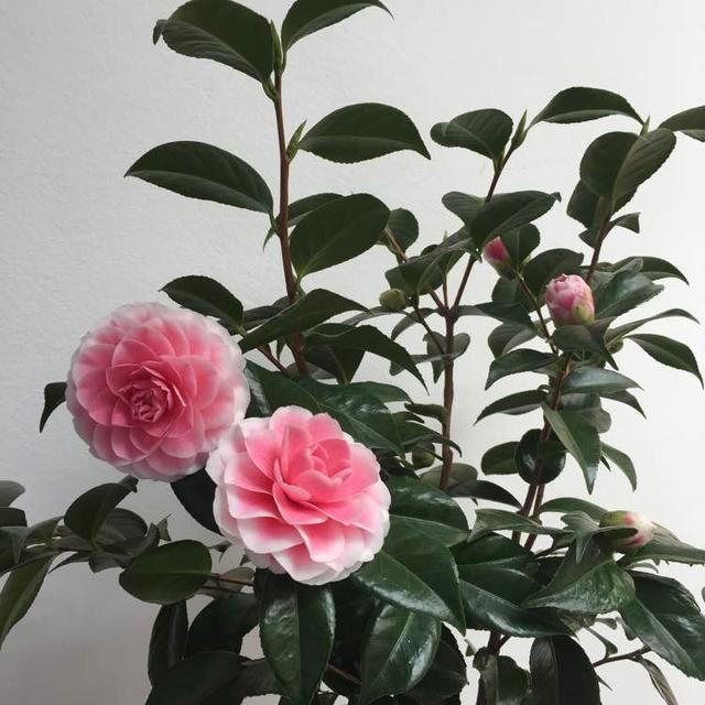 第一年结花苞的茶花需要疏剪花苞吗？留一个保证开花质量和复花