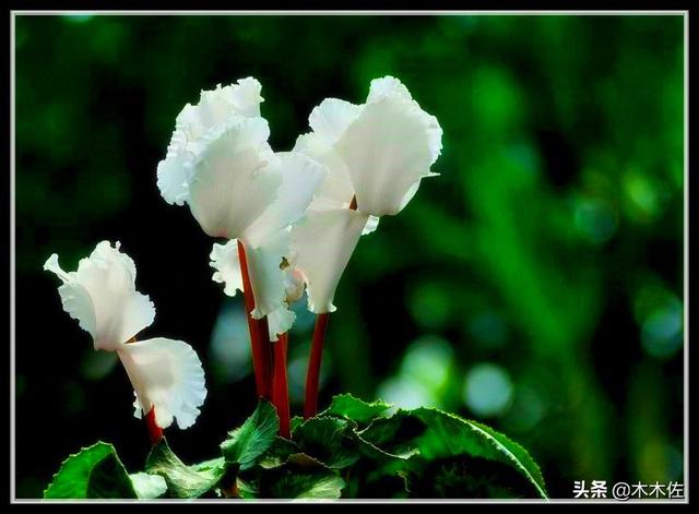 花形别致的仙客来