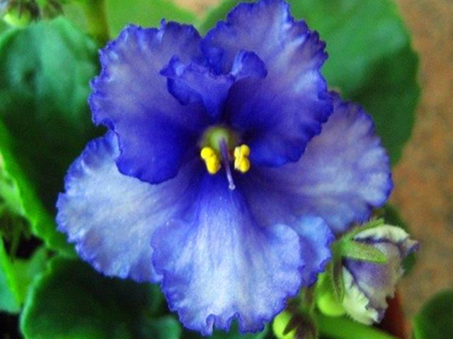 室内花草女王非洲堇，为什么冬天突然停止开花？是这5点没做好