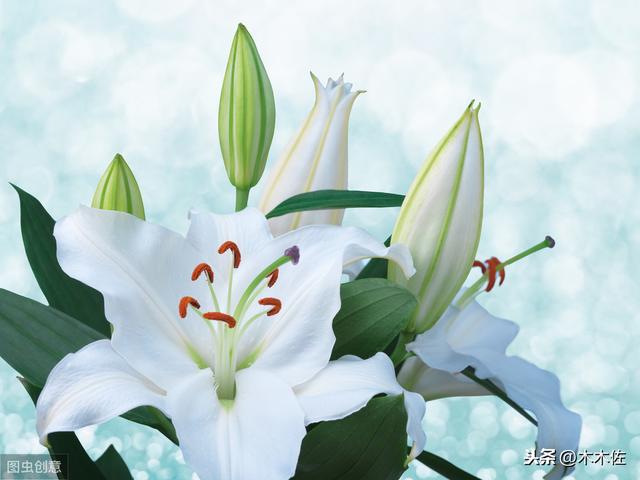 百合花如何繁殖及养护，花谢后如何养球来年才能开到爆盆