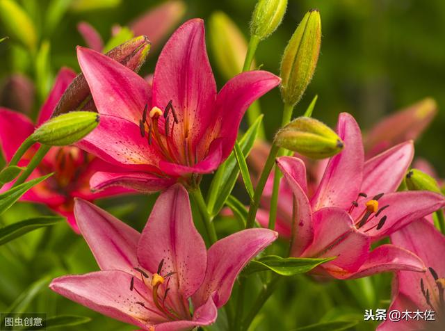 百合花如何繁殖及养护，花谢后如何养球来年才能开到爆盆