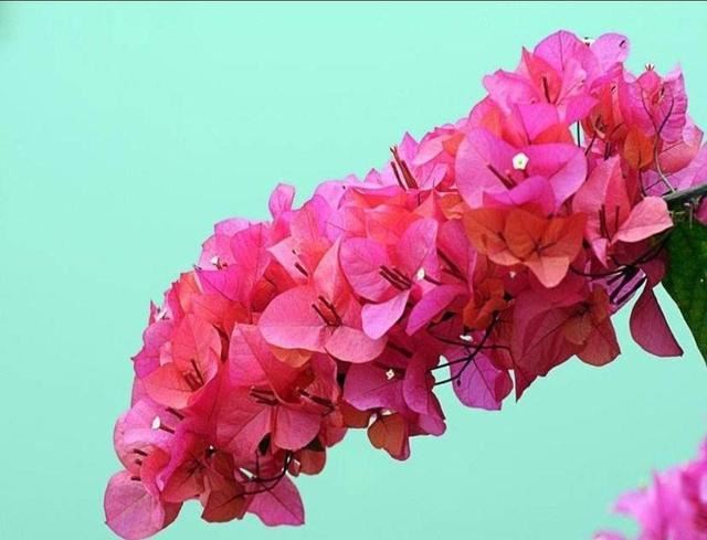 三角梅不是梅，花瓣和叶子长得像，开花繁多花色亮眼