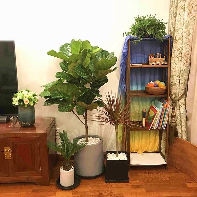 琴叶榕养护，做好3“给”，长势旺，主干短期长到“胳膊”粗