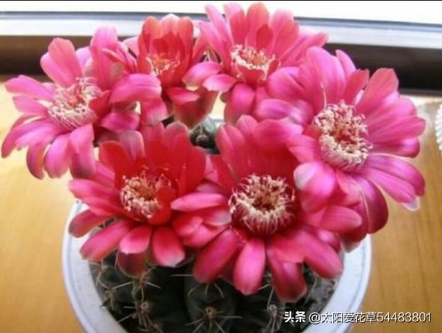绯花玉冬天怎么养护才能安全越冬呢？