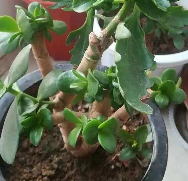 盆栽长寿花到底好不好养？摸清4点需求，开花没有一点难度