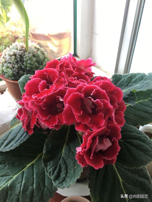 花中的“紫霞仙子”，开花巴掌大，轻松开爆盆，花期能开200天