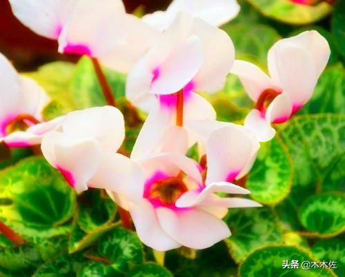 花形别致的仙客来