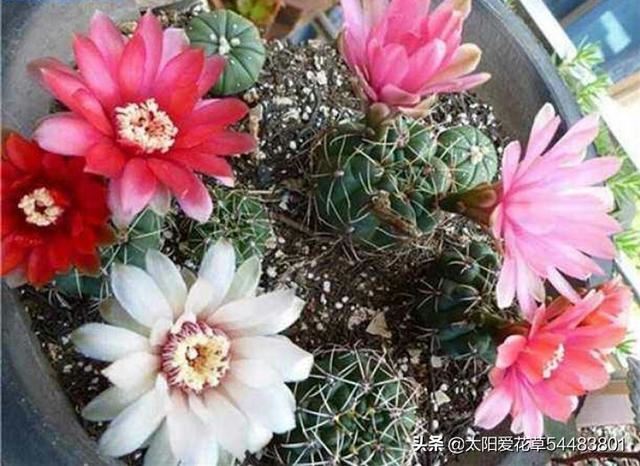 绯花玉冬天怎么养护才能安全越冬呢？