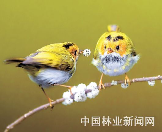 中国森林旅游美景推广计划2019年度成绩单