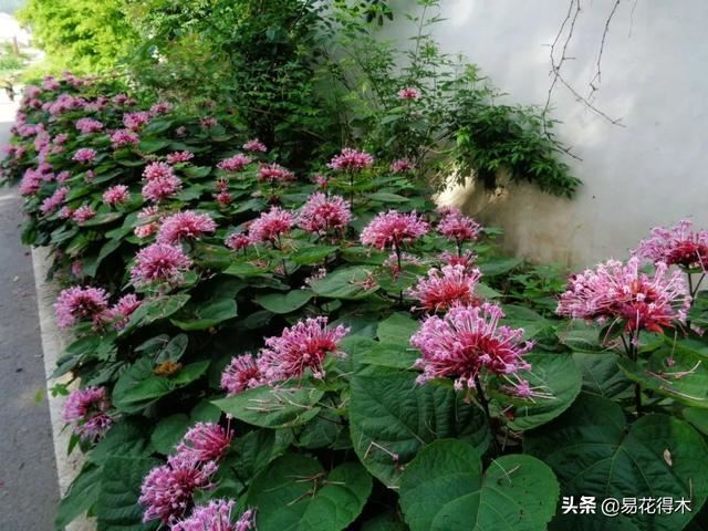 臭牡丹，如果只看名字就会排斥，那您就错过欣赏如此惊艳的花卉了