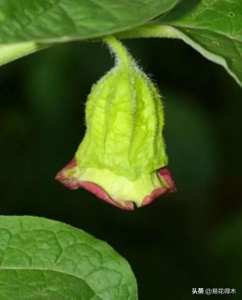 国家Ⅱ级濒危珍稀植物：青藏等地特产山莨菪