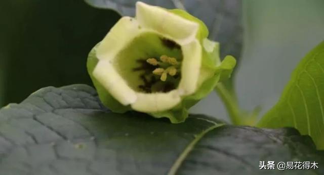 国家Ⅱ级濒危珍稀植物：青藏等地特产山莨菪
