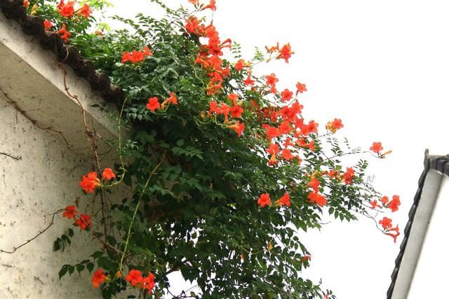 植物图鉴：凌霄