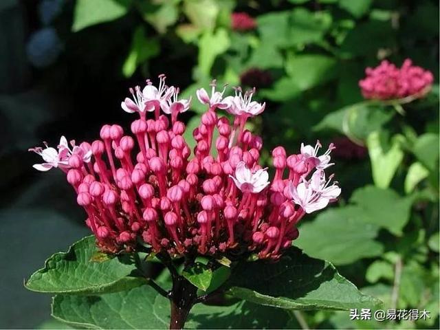 臭牡丹，如果只看名字就会排斥，那您就错过欣赏如此惊艳的花卉了