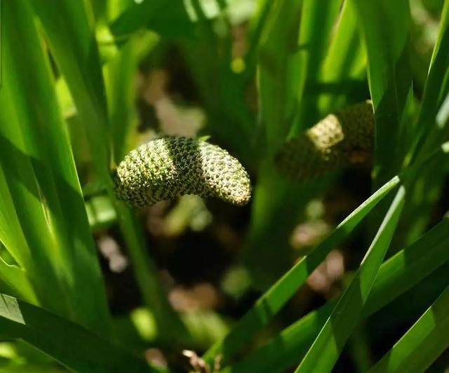 每日植物 | 菖蒲——最平淡闲适，最淡泊名利？