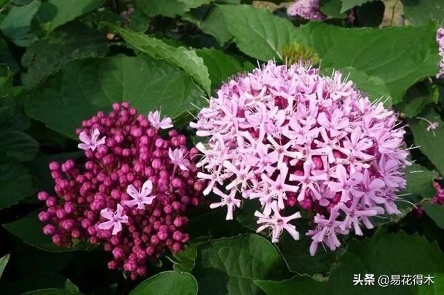 臭牡丹，如果只看名字就会排斥，那您就错过欣赏如此惊艳的花卉了