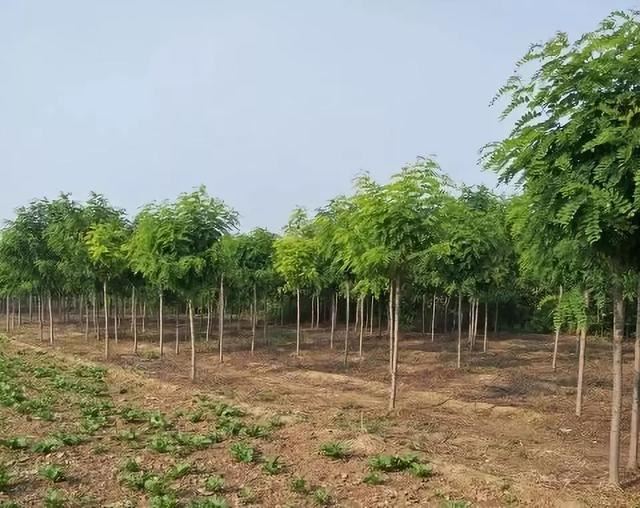 苗木不生根干着急？原因在这里