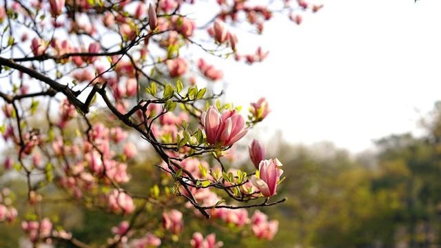 中国木兰科木兰属新种——红花玉兰