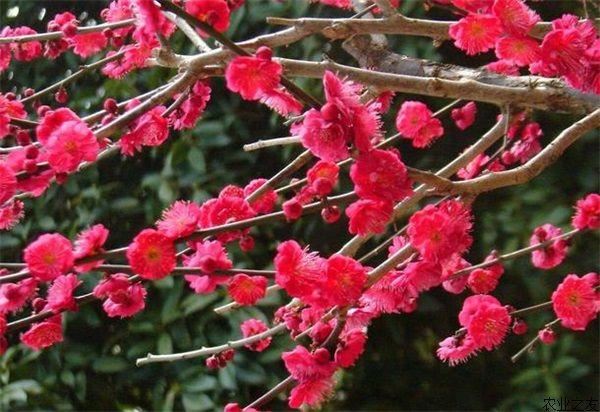 梅花的繁殖和种植管理