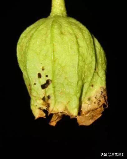国家Ⅱ级濒危珍稀植物：青藏等地特产山莨菪