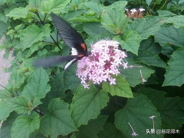 臭牡丹，如果只看名字就会排斥，那您就错过欣赏如此惊艳的花卉了