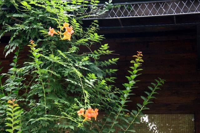 植物图鉴：凌霄