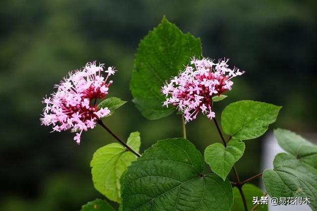 臭牡丹，如果只看名字就会排斥，那您就错过欣赏如此惊艳的花卉了