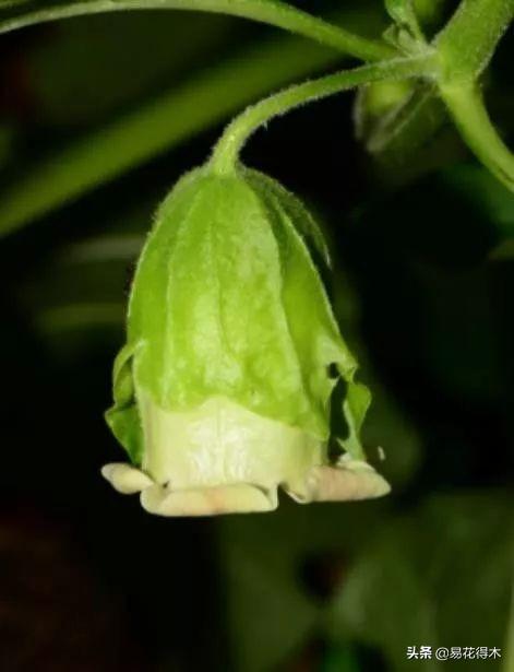 国家Ⅱ级濒危珍稀植物：青藏等地特产山莨菪