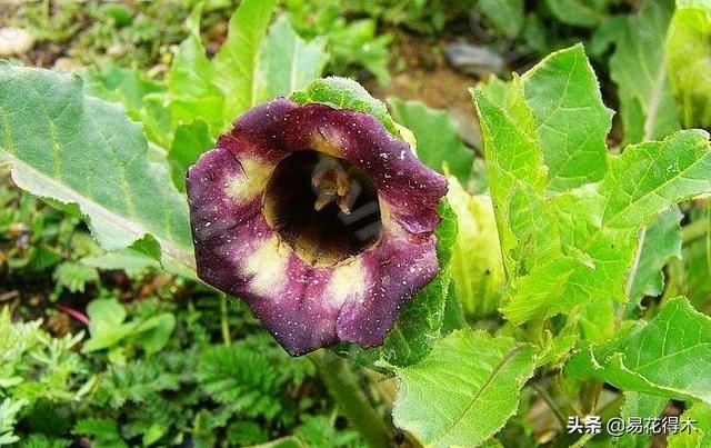 国家Ⅱ级濒危珍稀植物：青藏等地特产山莨菪