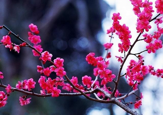梅花的繁殖和种植管理