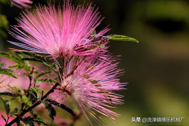 原来，这些中药材花长得这么美