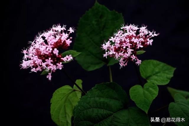 臭牡丹，如果只看名字就会排斥，那您就错过欣赏如此惊艳的花卉了