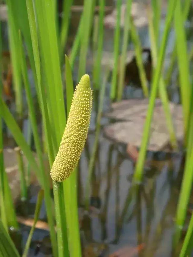 每日植物 | 菖蒲——最平淡闲适，最淡泊名利？