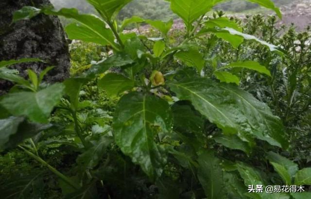 国家Ⅱ级濒危珍稀植物：青藏等地特产山莨菪