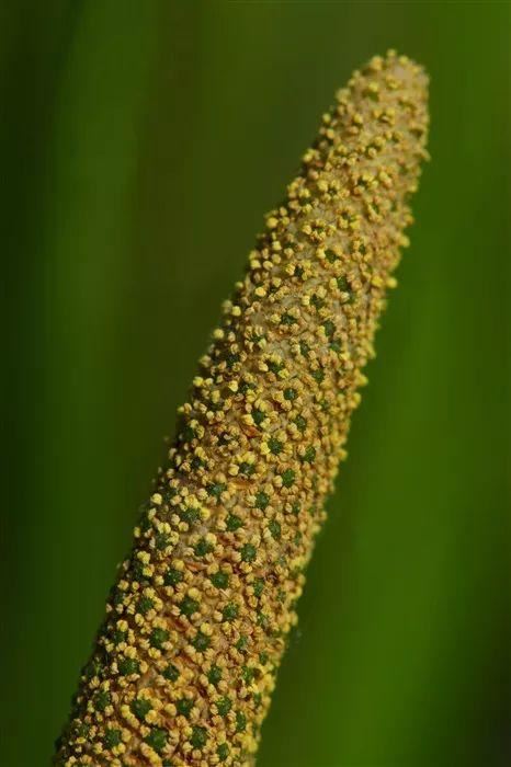 每日植物 | 菖蒲——最平淡闲适，最淡泊名利？