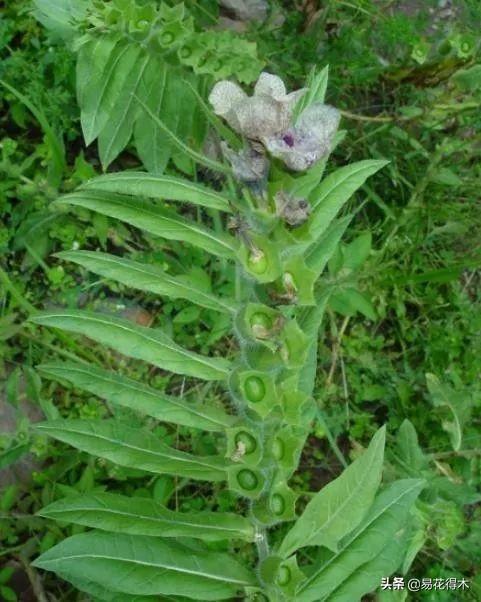 国家Ⅱ级濒危珍稀植物：青藏等地特产山莨菪